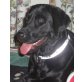 LILLY 14 - Pflegestelle Niederösterreich, verschmuste Labrador - Hündin