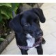 LILLY 15 - Pflegestelle Wien, süße, menschenbezogene PINSCHER-Mix - Hündin