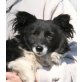 LILLY 6 - ältere Lady sucht Lebensmenschen, P, Papillon Mix - Hündin