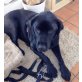LILLY, Labrador Retriever - Hündin