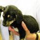 LILLY, MIX Welpen - Hündin