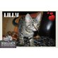 LILLY, Tierschutz - Katze