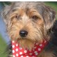 LILLY, Yorkshire-Terrier-Mix, kastriert - Hündin