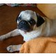 LILO, Mops - Hündin