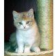 LILO von Wurzbachtalgasse, Britisch Kurzhaarkatze - Katze