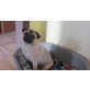 LILY, Mops - Hündin