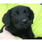LIMBOY, Pflegestelle Wien, Labraddor-Mix Welpen - Rüde