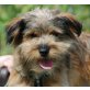 LIMMO, Pflegestelle Burgenland bzw. Wien, zuckersüßer Kasperl - Yorki-Schnauzer-Mix - Rüde