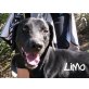 LIMO.. superlustig und quietschfidel!, Labrador-Mischling - Rüde