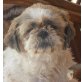 LIN, Pflegestelle Niederösterreich, süße kleine Kuschelmaus - Shih Tzu - Hündin