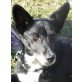 LINDA 10, Pflegestelle Steiermark, agile,  hübsche Corgi-Pinschermix-Oma - Hündin