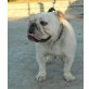 LINDA 13, Pflegestelle Wien, Englische Bulldogge - Hündin