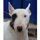 LINDA 14, Pflegestelle Wien, ruhige, verschmuste Bullterrier - Hündin