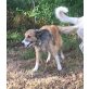 LINDA, Collie-Mischling - Hündin
