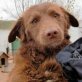 LINDA, kleiner Mix - Hündin