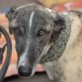 LINDE, (noch nicht) kastriert, Galga, ca. 2 Jahre alt - Hündin