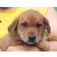 LINDIE, Labradormix,Pflegestelle Linz Welpen - Hündin