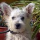 LINO - Linares, West-Highland-Terrier - unkastriert Welpen - Rüde