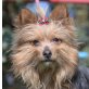 LINO - Linares, Yorkshire-Terrier-Mischling, kastriert - Rüde