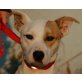 LIPSO, Pflegestelle Wien, Pitbull-Mix - Rüde