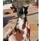 LISA, Chihuahua kurzhaariger Schlag - Hündin