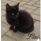 ***LISA***, LISA  schwrazes Kätzchen 8 Wochen - Katze