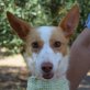 LISA - Ubeda, Podenco Andaluz, kastriert - Hündin