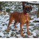LISA - sehr schöne & freundliche, Boxerhündin - Hündin