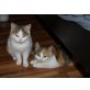 LISA und LARA, Tierschutz - Katze