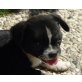 LITTLE JOHN, Pflegestelle Waldviertel, Franz. Bulldoggenmix Welpen - Rüde