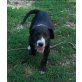 LITTLE RICHARD, süßer Labrador-Mischlingsbub Welpen - Rüde