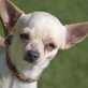 LITTY - Linares, Chihuahua, kastriert - Hündin