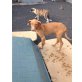 LIVI, Podenco Canario Welpen - Hündin