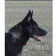 LIVIA, Deutscher Schäferhund - Hündin
