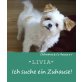 LIVIA, Malteser - Hündin
