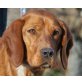 LIVIO, Pflegestelle Niederösterreich, NICHT MEHR GEWOLLT!! Magyar Viszla/Spanielmix - Rüde