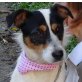 LIZZIE, Bodeguero-Andaluz (span. Jack-Russel) - Hündin