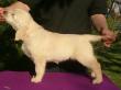 LIvely Golden Corellian Diamond, Golden Retriever - Hündin