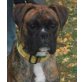LLOYD, Pflegestelle Wien, kluger, lernwilliger, hübscher BOXER - Rüde