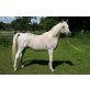 LM Re Atun, Arabisches Vollblut, Araber - Wallach