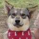 LOBITO, Sibirian Husky Mix, kastriert Welpen - Rüde