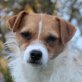LOBO, Parson-Jack-Russell-Mix, kastriert - Rüde
