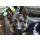 LOBO, nach Verkehrsunfall ins Tierheim/Schäferhund Welpen - Rüde