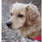 LOCO 2 - Pflegestelle NÖ bzw.  Wie, Anfängerhund, Spaniel-Retriever-Mix - Rüde