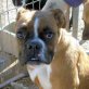 LOGAN, Boxer - Rüde
