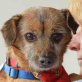 LOGAN - Ubeda, Border-Terrier-/Dackel-Mischling, kastriert - Rüde