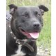 LOLA 10, Pflegestelle Steiermark, wunderschöne, ahängliche Staffordshireterrier - Hündin
