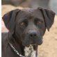 LOLA 11, Boxermixhündin, kastriert, PS Salzburg - Hündin