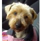 LOLA 12, Pflegestelle Steiermark, WURDE AUSGESETZT! Süße Yorkshire Terrier - Hündin