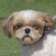 LOLA - Linares, Shih Tzu - kastriert - Hündin